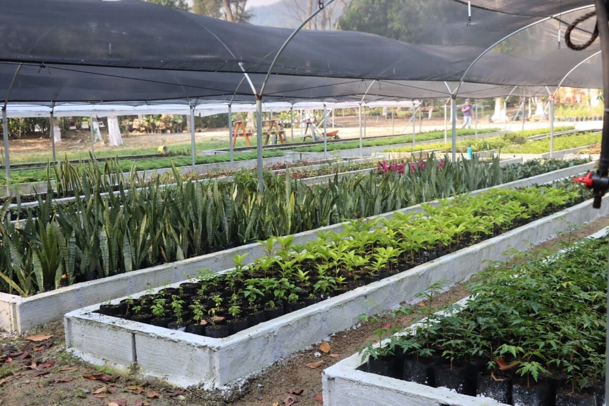 En cuatro meses, Mega Vivero Municipal de San Pedro Sula produce más de 150 mil plantas de diferentes especies