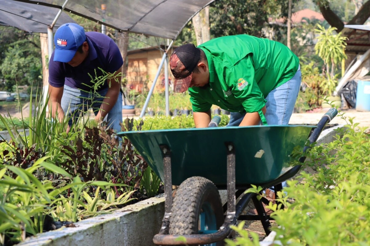 En cuatro meses, Mega Vivero Municipal de San Pedro Sula produce más de 150 mil plantas de diferentes especies