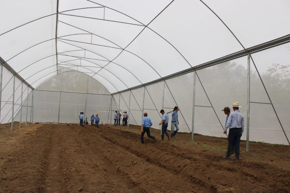 Gobierno inaugura invernadero y sistema de riego en Macuelizo, Santa Bárbara, beneficiando 114 familias