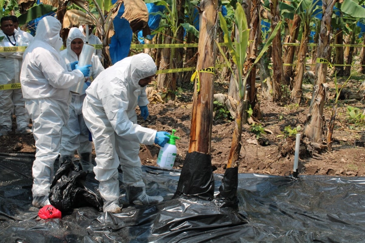 Honduras se prepara con simulacro de campo para prevenir enfermedad en banano