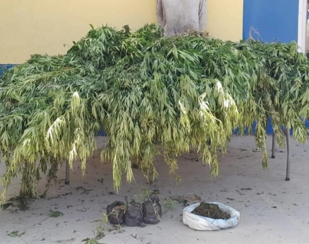 Policía Nacional detiene sujeto por cultivar supuesta marihuana en el patio de su vivienda