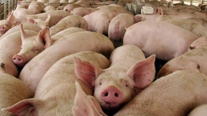 SAG apoya al sector porcino para aumentar producción y consumo nacional