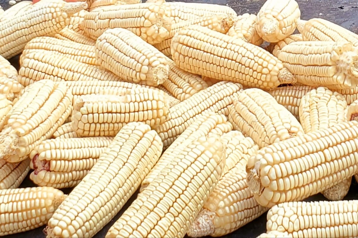 SAG-DICTA Dispone a productores semillas de maíz tolerantes a sequía
