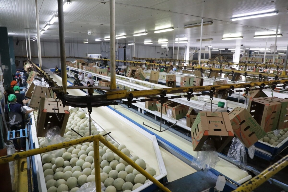 China anuncia su interés de importar camarones y melones de Honduras3