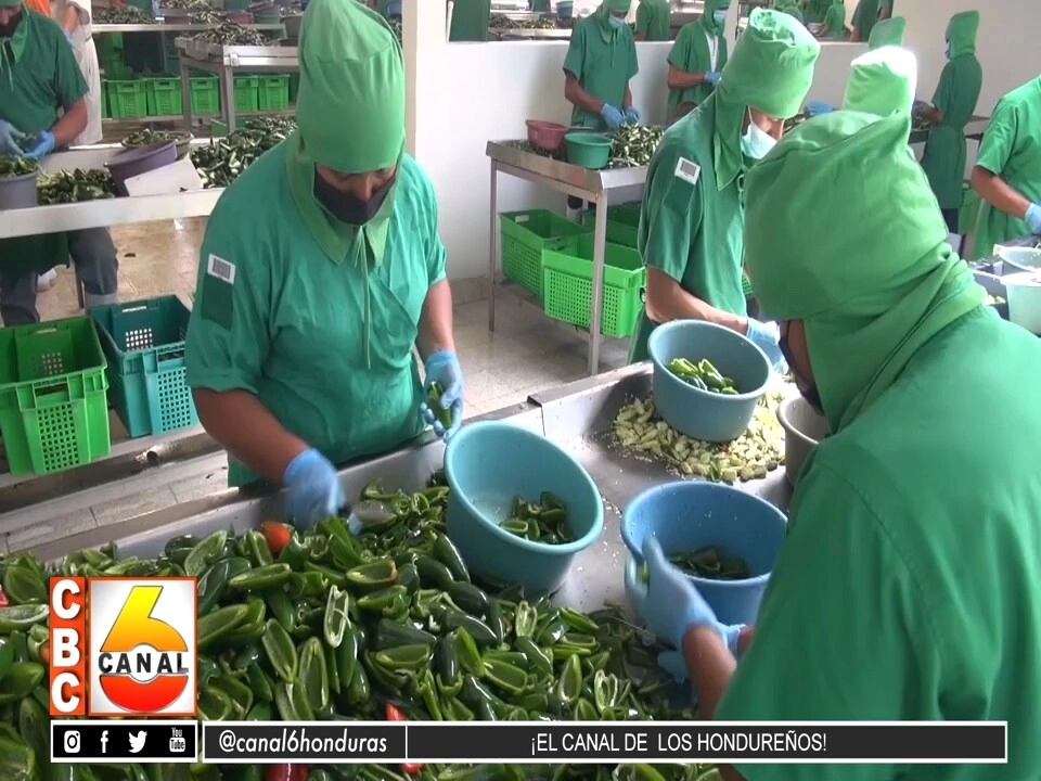 El chile jalapeño que se exporta de Honduras se destaca en los Estados Unidos