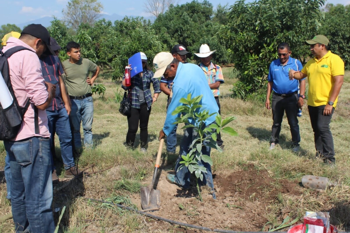 Productores de La Paz buscan fortalecer producción de aguacate