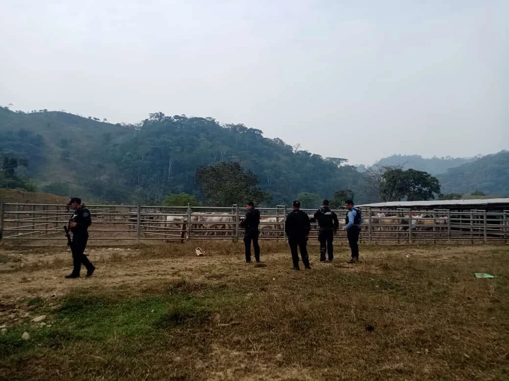 Agentes policiales de la UMEP#15 recuperan 80 cabezas de ganado en Cuyamel, Olancho