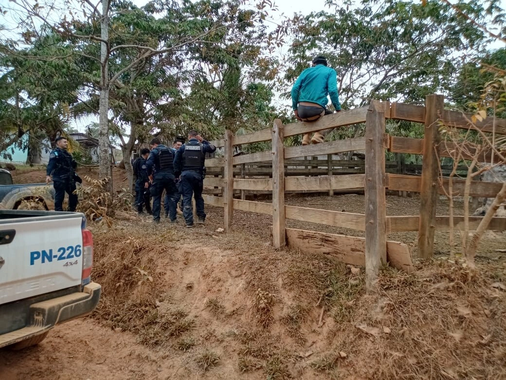 Agentes policiales de la UMEP#15 recuperan 80 cabezas de ganado en Cuyamel, Olancho
