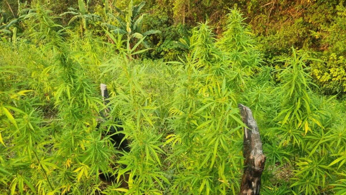 Aseguran plantaciones de marihuana en Colón
