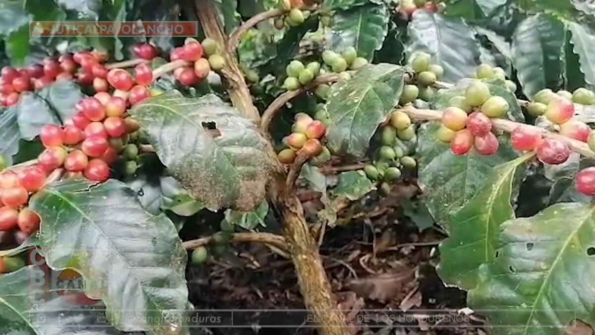 Bajos precios y plagas desmotivan a productores de café