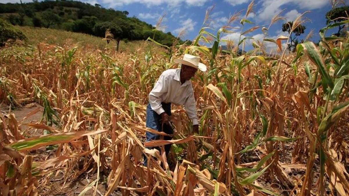 La SAG anuncia medidas de apoyo para productores de municipios del Corredor Seco