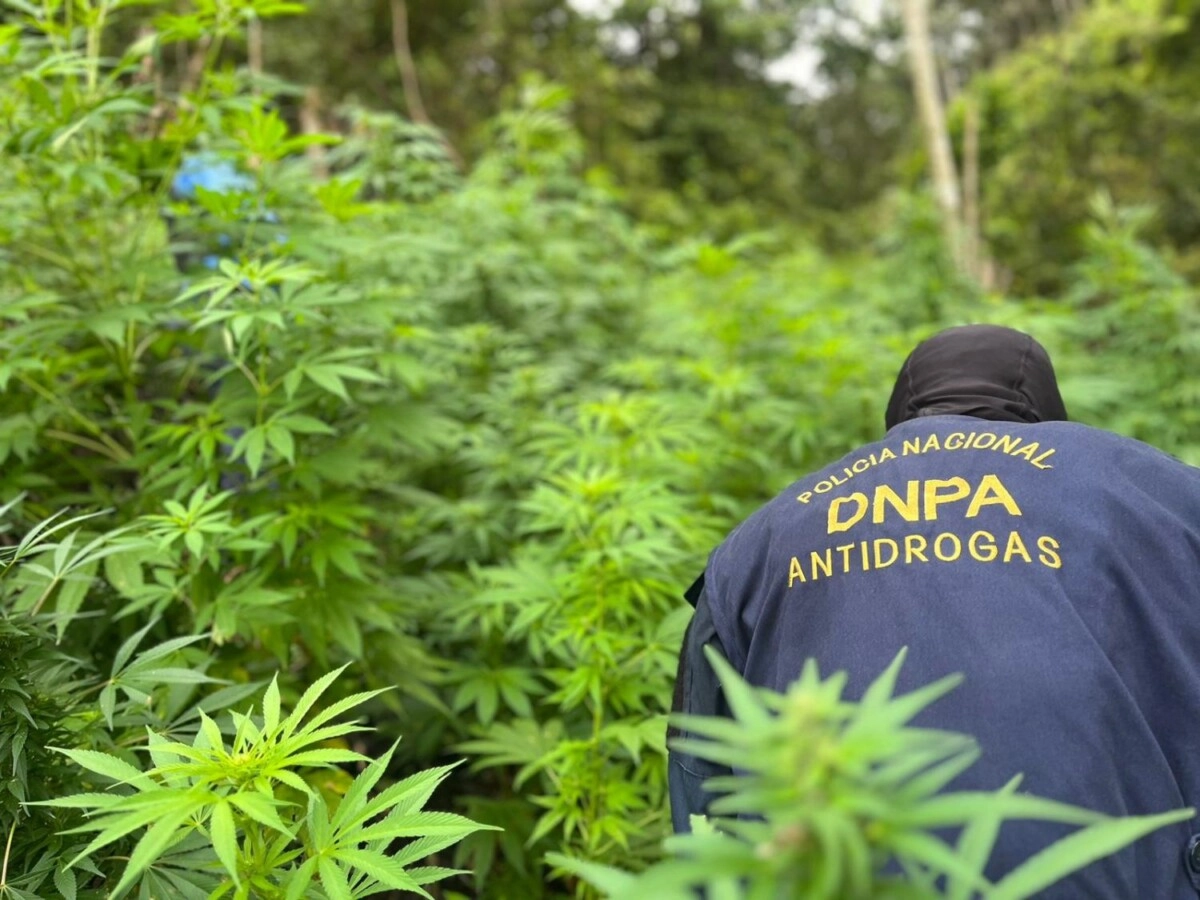 Elementos antidrogas erradican e incineran más de 200,000 plantas de marihuana en Marales 02