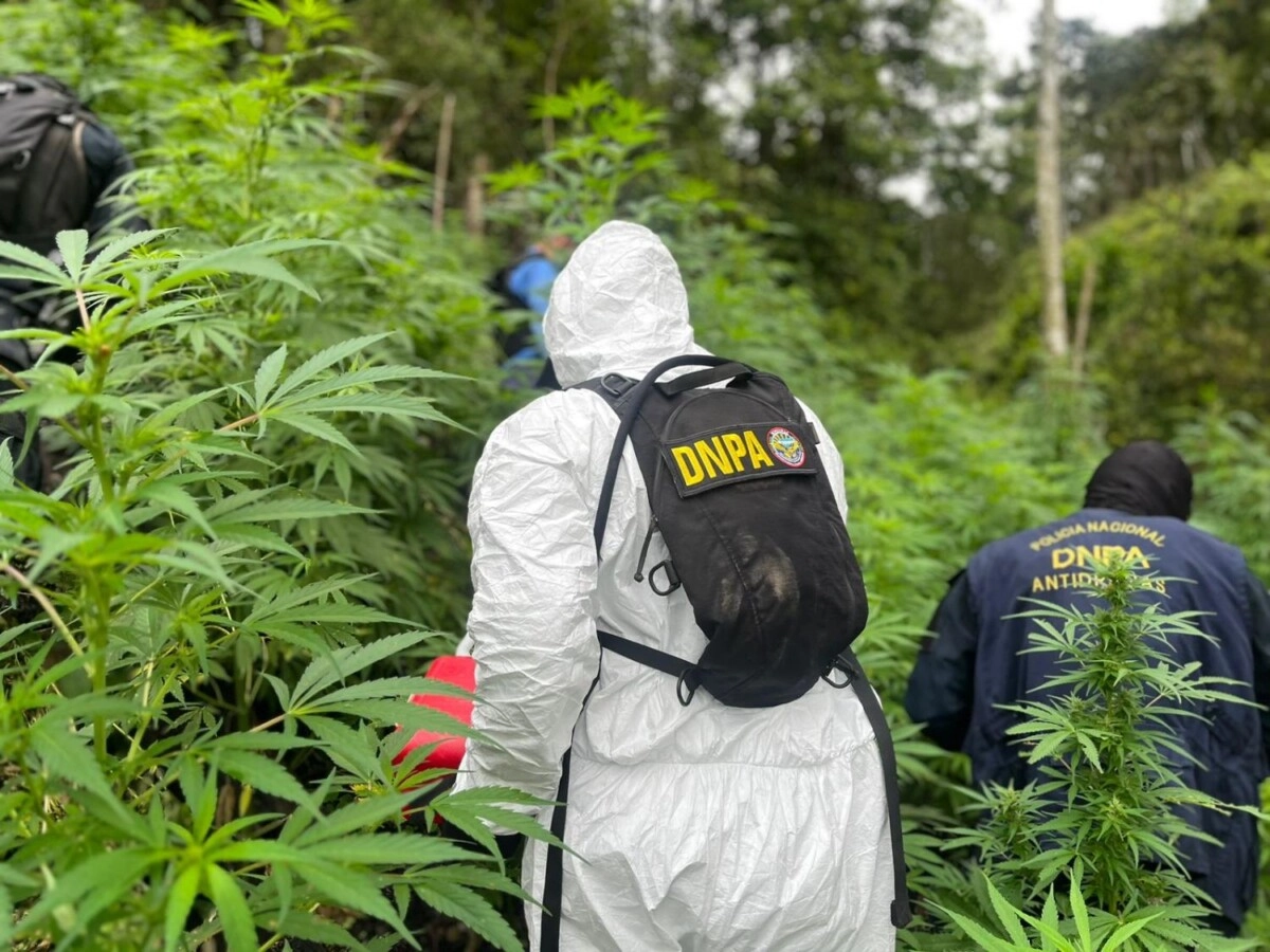 Elementos antidrogas erradican e incineran más de 200,000 plantas de marihuana en Marales 03