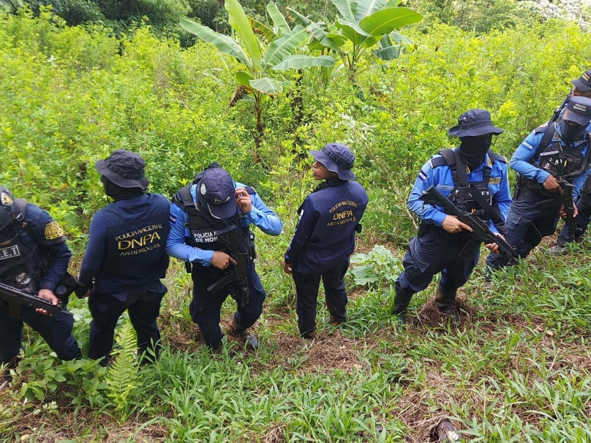 Policia Nacional ubica y asegura 15 mil arbustos de supuesta coca en Colón 01