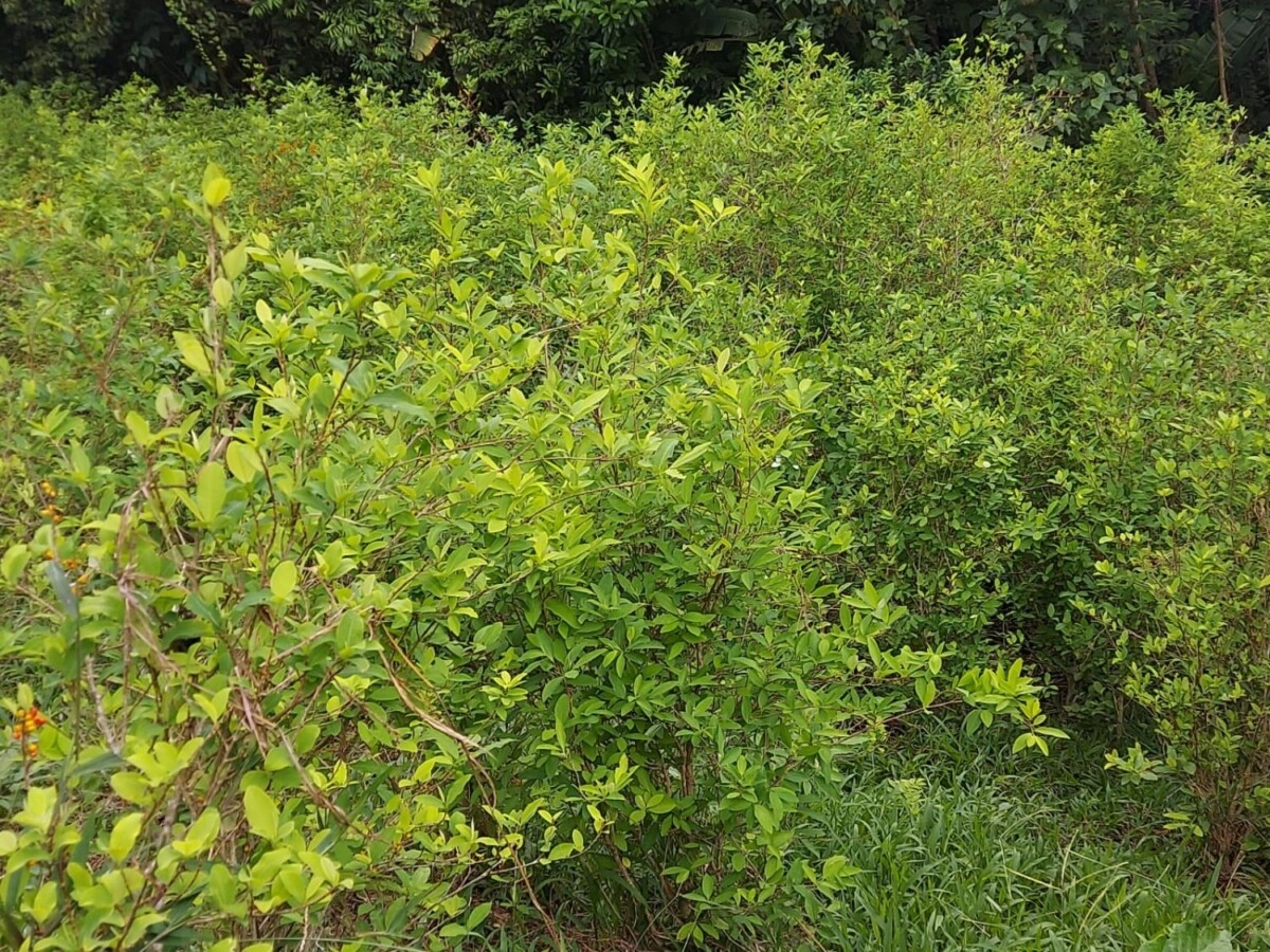 Policia Nacional ubica y asegura 15 mil arbustos de supuesta coca en Colón 02