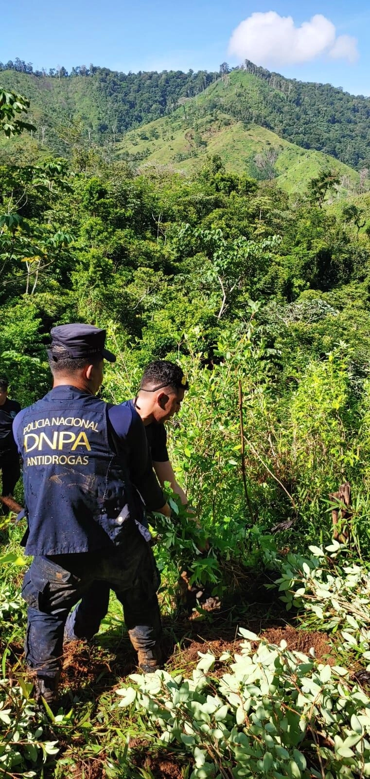 Equipos antidrogas erradican una plantación de arbustos de coca en Colón 01