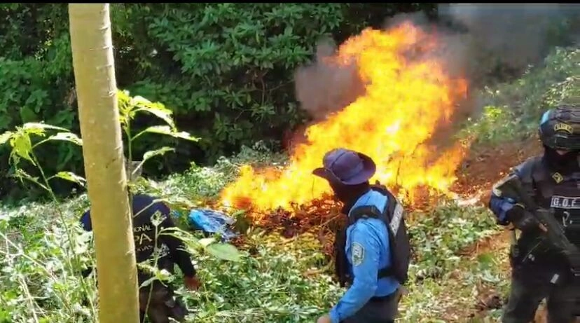 Elementos antidrogas erradican e incineran un cultivo de arbustos de hoja de coca en Colón03