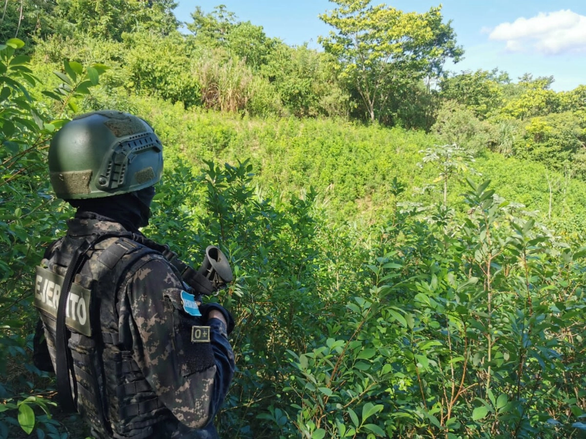 Operaciones Del 15to Batallón De Fuerzas Especiales Desmantela Cultivo De Coca