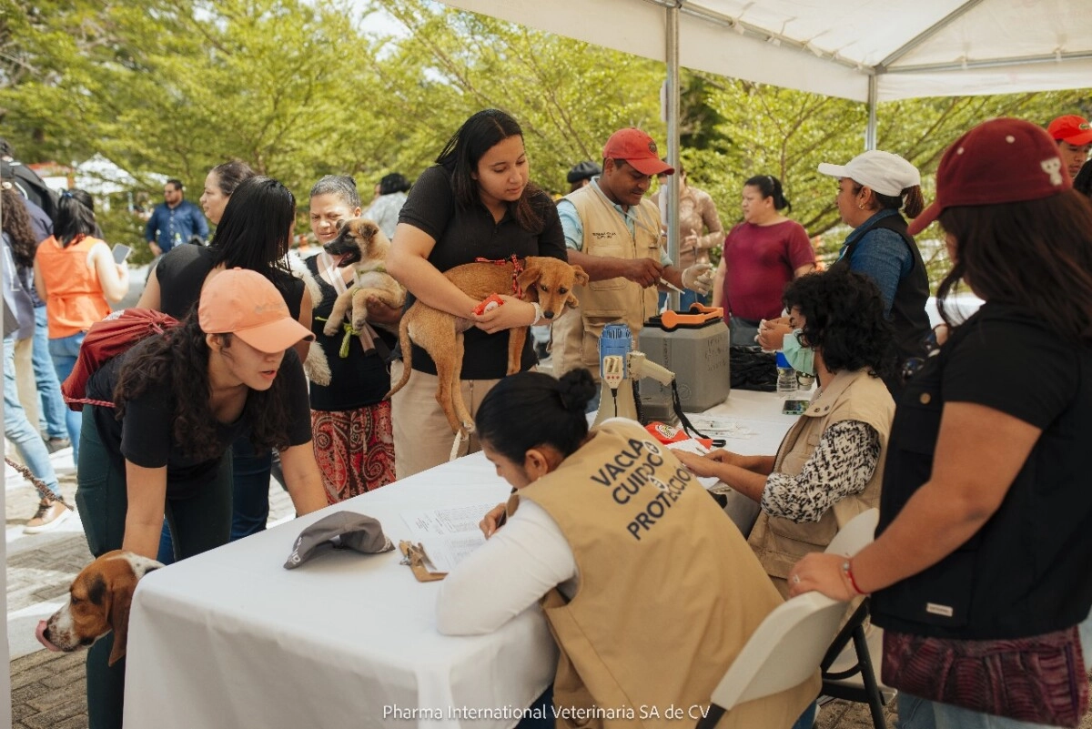 Más De 300 Mascotas Atendidas En Jornada Del Consejo Nacional De Protección Y Bienestar Animal 02