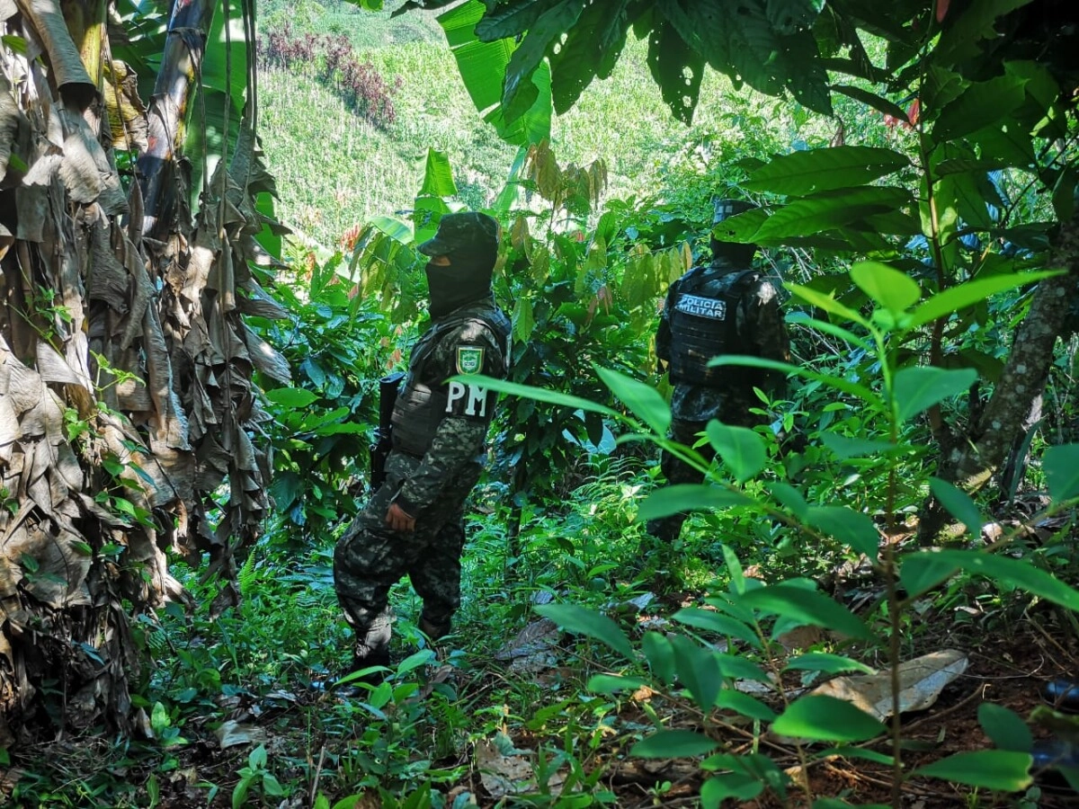Aseguramiento de Plantación de droga en Patuca, Olancho