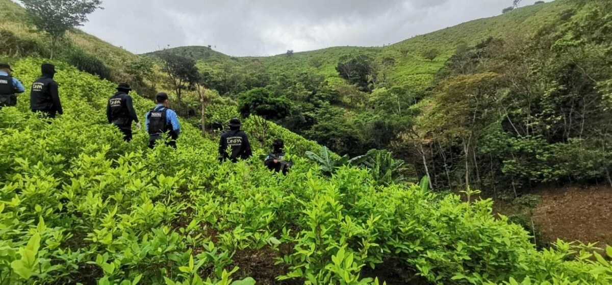 Policial Nacional Descubre Plantación Con 72,000 Arbustos De Coca