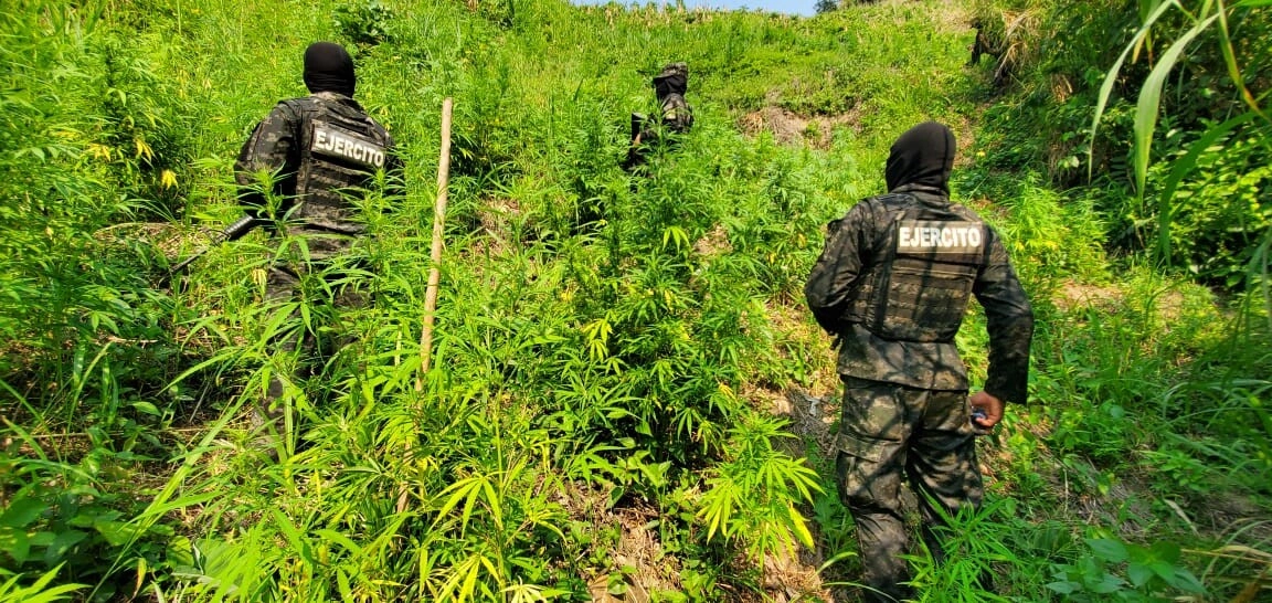Ffaa Asegura Más De 6 Mil Plantas De Marihuana En Colón