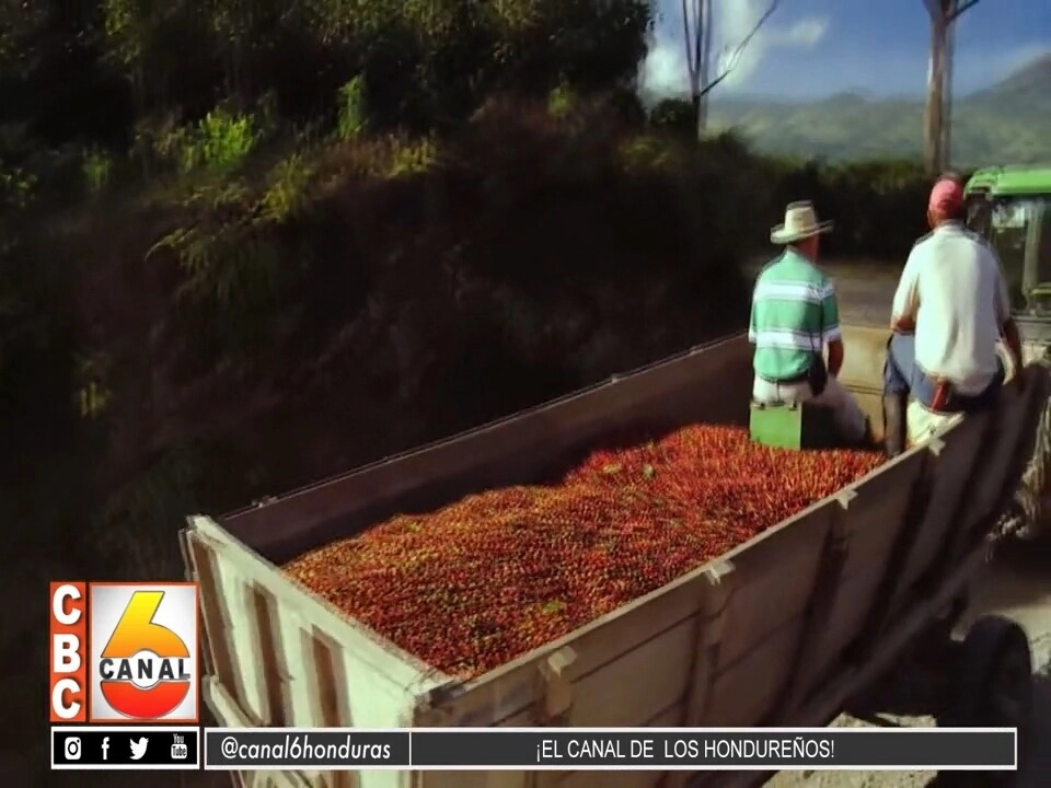 A Mas De 400 Dolares Se Cotiza El Quintal De Cafe Hondureno