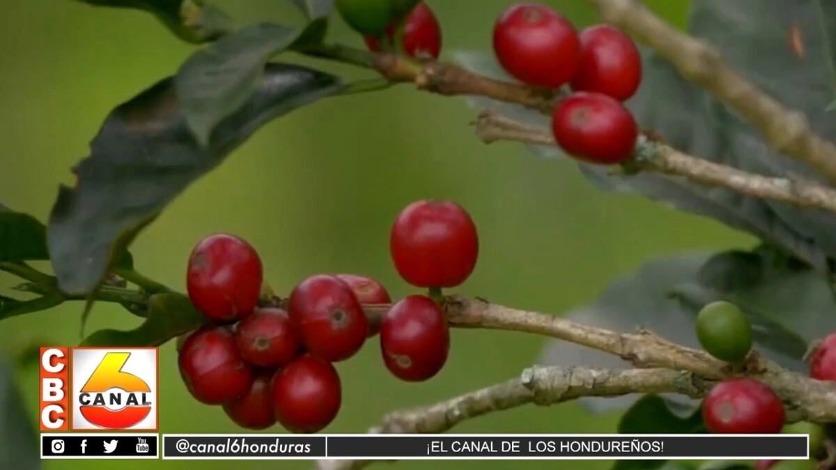 Produccion De Cafe En Honduras Presenta Retos Para La Maximizacion De Divisas Nacionales