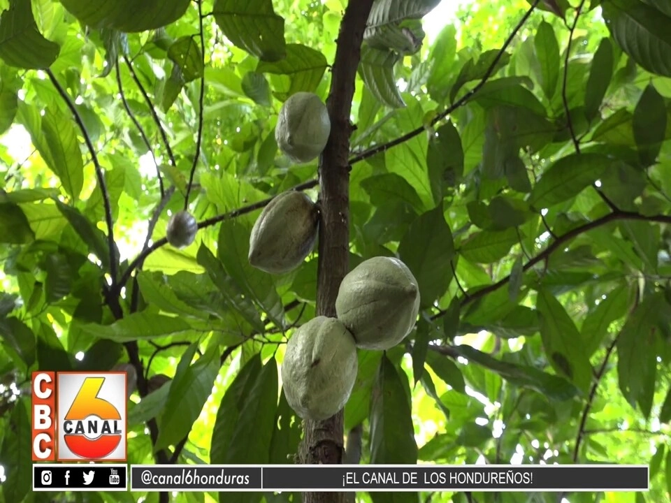 Productores De Cacao Trabajan En Maneras De Conservar Los Cultivos Para La Temporada De Verano