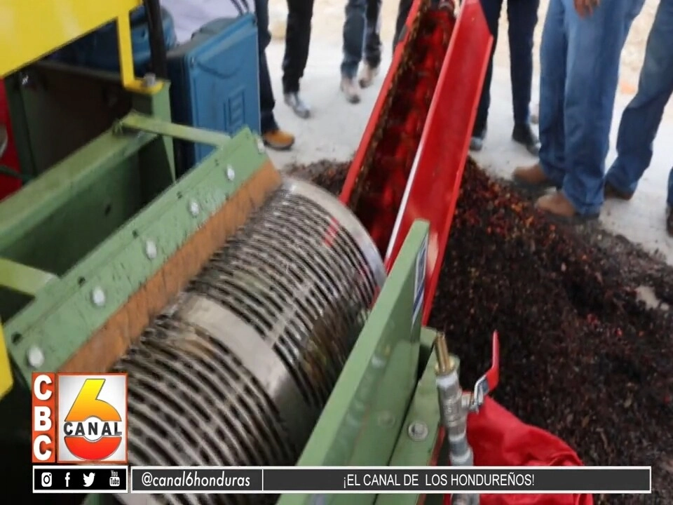 Sag Entrega Beneficios Ecologicos Y Plantas De Cafe Para Beneficiar A 2 Mil Productores